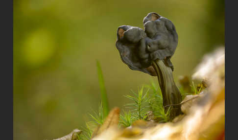 Gruben-Lorchel (Helvella lacunosa)