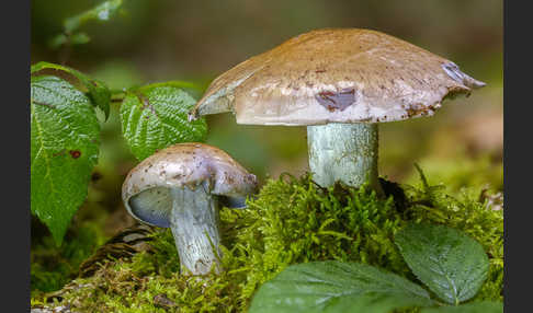 Reihiger Klumpfuß (Cortinarius glaucopus)