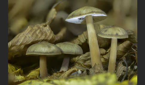 Horngrauer Rübling (Rhodocollybia butyracea var. asema)