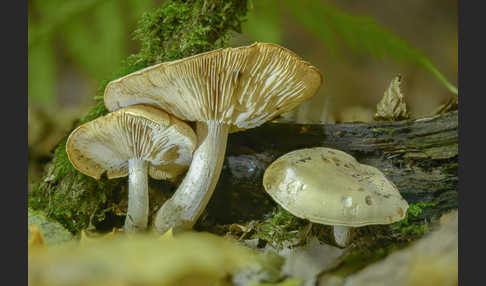 Harziger Sägeblättling (Neolentinus adhaerens)