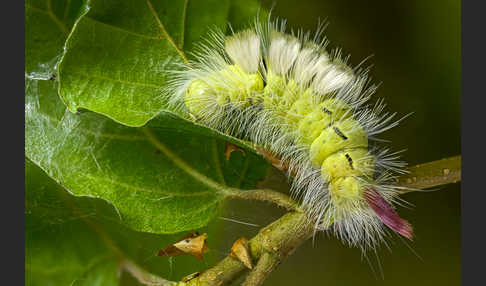 Rotschwanz (Elkneria pudibunda)