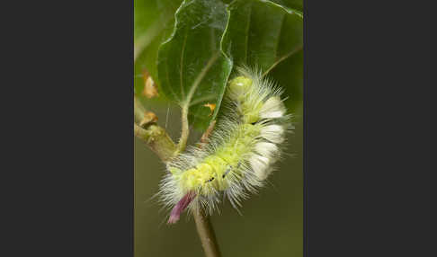 Rotschwanz (Elkneria pudibunda)