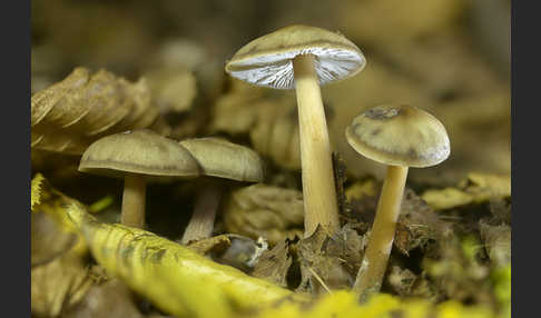 Horngrauer Rübling (Rhodocollybia butyracea var. asema)