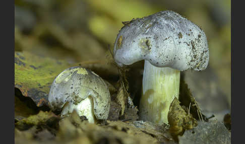Schwarzfaseriger Ritterling (Tricholoma portentosum)