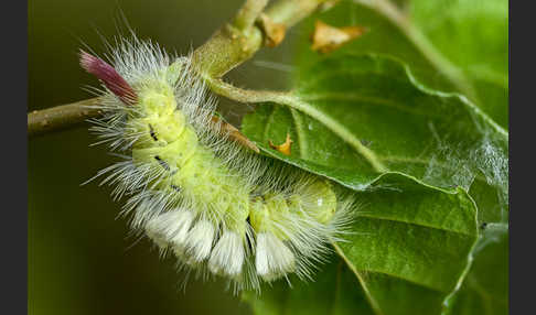 Rotschwanz (Elkneria pudibunda)