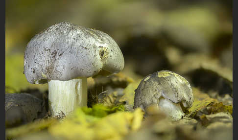 Schwarzfaseriger Ritterling (Tricholoma portentosum)