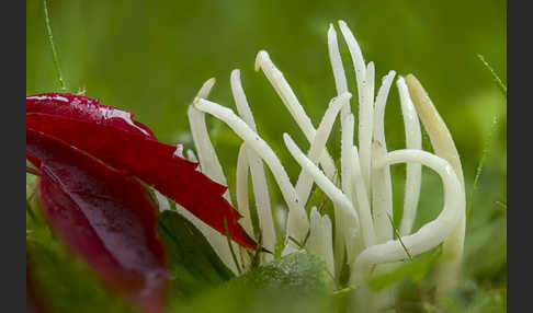 Wiesenkeule (Clavaria fragilis)