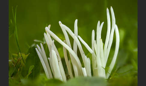 Wiesenkeule (Clavaria fragilis)