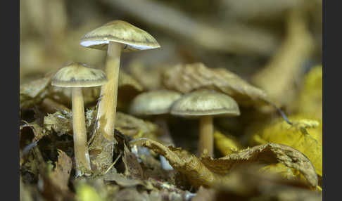 Horngrauer Rübling (Rhodocollybia butyracea var. asema)