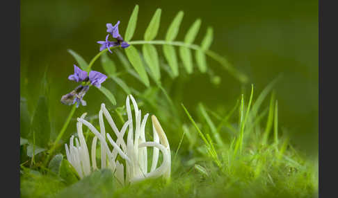 Wiesenkeule (Clavaria fragilis)