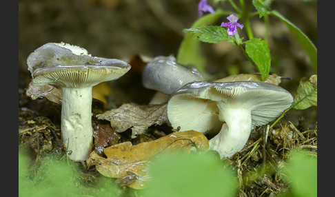 Frauen-Täubling (Russula cyanoxantha)