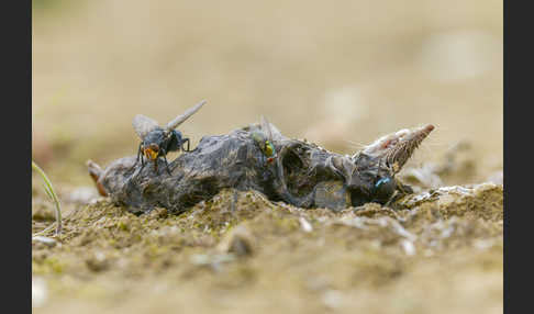 Schmeißfliege spec. (Calliphoridae spec.)