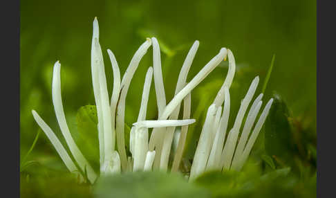 Wiesenkeule (Clavaria fragilis)