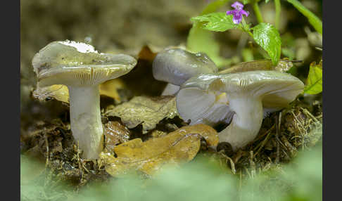 Frauen-Täubling (Russula cyanoxantha)