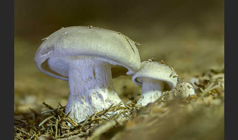 Nebelgrauer Trichterling (Clitocybe nebularis)