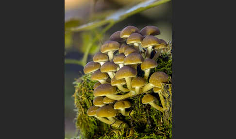 Wässriger Mürbling (Psathyrella piluliformis)