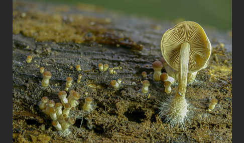 Wässriger Mürbling (Psathyrella piluliformis)