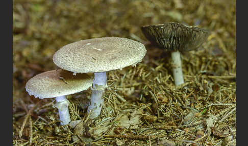 Waldchampignon (Agaricus silvaticus)