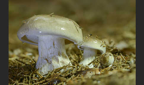 Nebelgrauer Trichterling (Clitocybe nebularis)