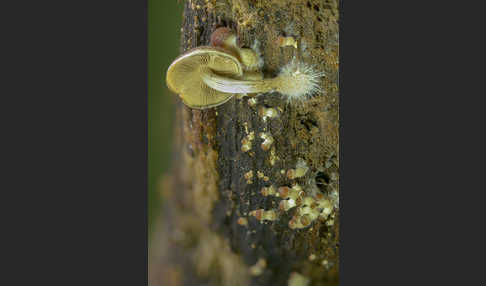 Wässriger Mürbling (Psathyrella piluliformis)