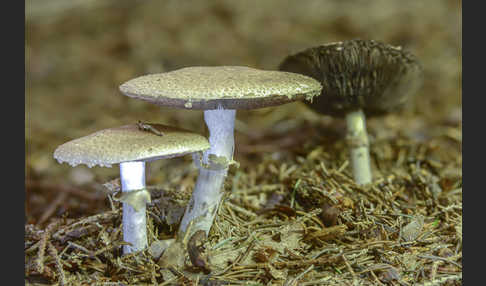 Waldchampignon (Agaricus silvaticus)