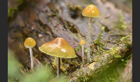 Natternstieliger Schwefelkopf (Hypholoma marginatum)