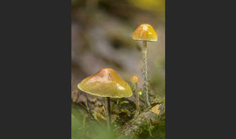 Natternstieliger Schwefelkopf (Hypholoma marginatum)