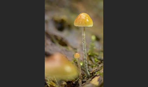 Natternstieliger Schwefelkopf (Hypholoma marginatum)