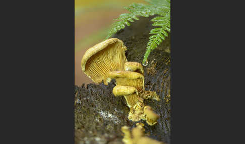 Gemeiner Muschelkrempling (Tapinella panuoides)