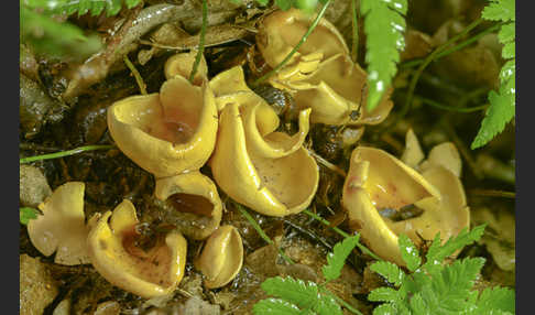 Eselsohr (Otidea onotica)