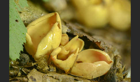 Eselsohr (Otidea onotica)