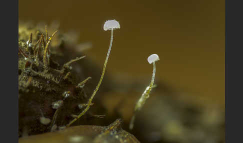 Buchenblatthelmling (Mycena capillaris)