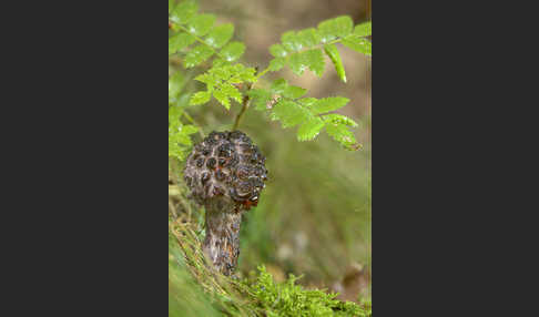 Strubbelkopf (Strobilomyces strobilaceus)