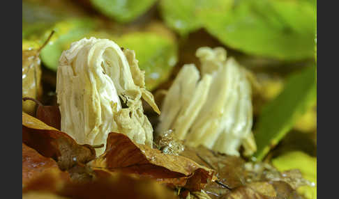 Herbstlorchel (Helvella crispa)