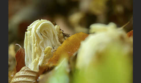 Herbstlorchel (Helvella crispa)