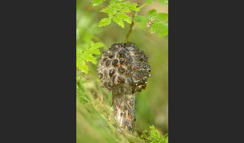 Strubbelkopf (Strobilomyces strobilaceus)