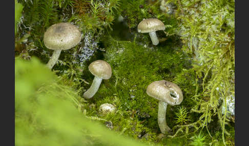 Schwarzpunktierter Schneckling (Hygrophorus pustulatus)