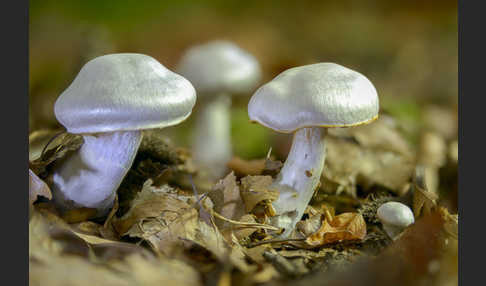 Weißvioletter Dickfuß (Cortinarius alboviolaceus)