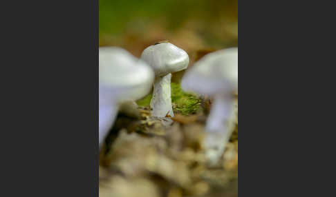 Weißvioletter Dickfuß (Cortinarius alboviolaceus)