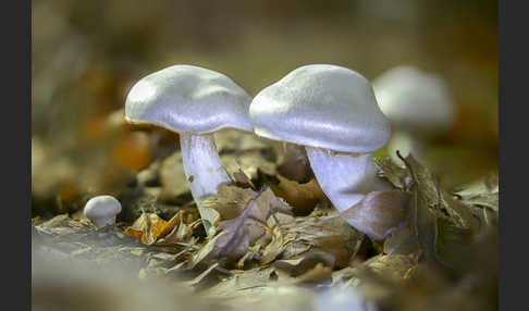 Weißvioletter Dickfuß (Cortinarius alboviolaceus)