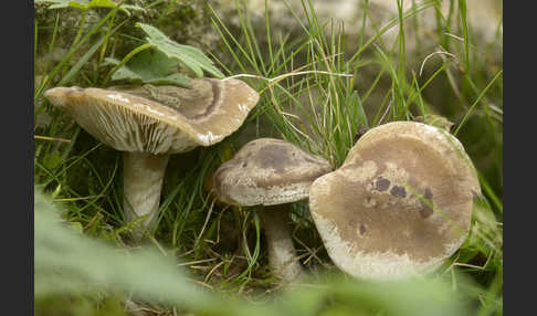 Horngrauer Rötelritterling (Lepista panaeolus)