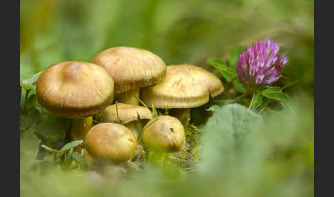 Braunstreifiger Risspilz (Inocybe fuscidula)