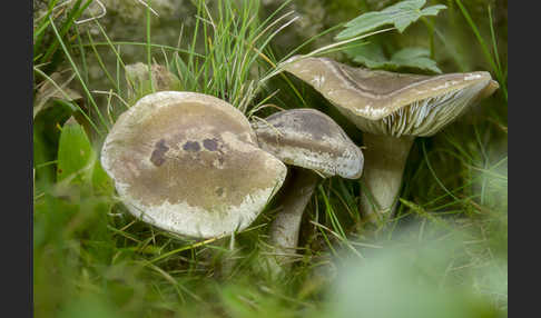 Horngrauer Rötelritterling (Lepista panaeolus)