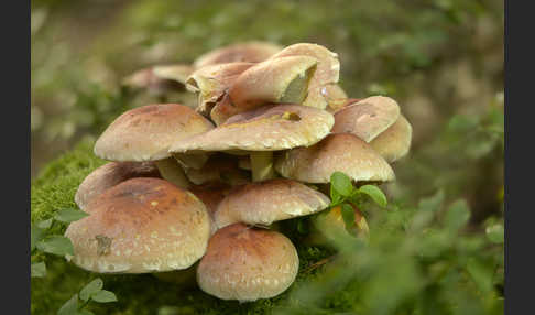 Ziegelroter Schwefelkopf (Hypholoma lateritium)