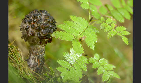 Strubbelkopf (Strobilomyces strobilaceus)