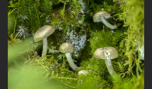 Schwarzpunktierter Schneckling (Hygrophorus pustulatus)