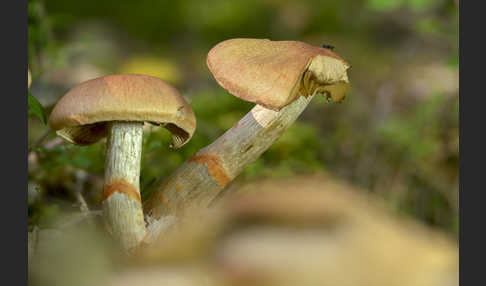 Geschmückter Gürtelfuß (Cortinarius armillatus)