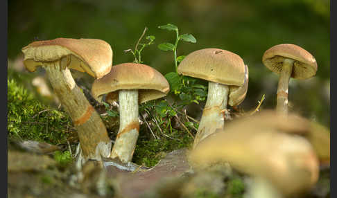 Geschmückter Gürtelfuß (Cortinarius armillatus)