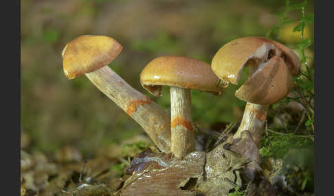 Geschmückter Gürtelfuß (Cortinarius armillatus)