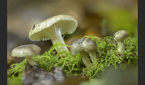 Schwarzpunktierter Schneckling (Hygrophorus pustulatus)